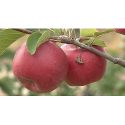 Pommes (5 kg) Natti